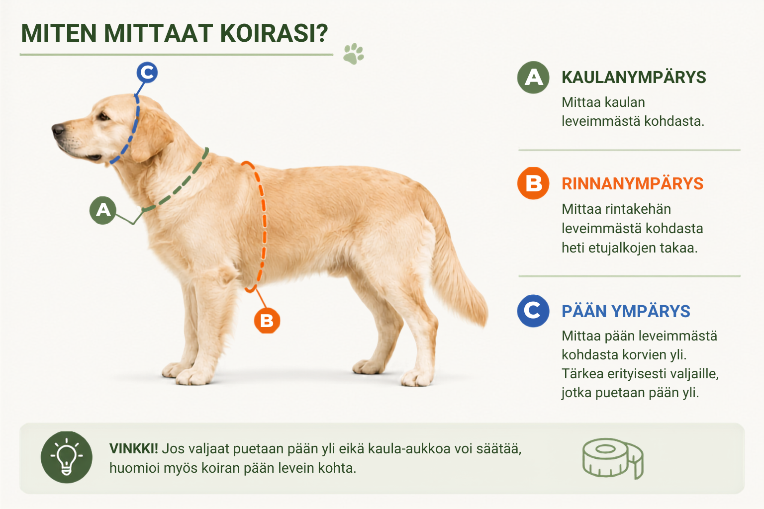 Infografiikka koiran valjaiden mittaamisesta: kaulanympärys, rinnanympärys ja pään ympärys