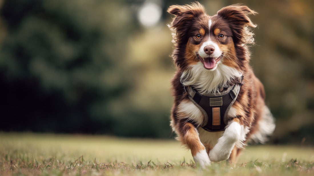 Dog Harness Types Explained: Simple Comparison for Everyday Walks - For Tails And Wings
