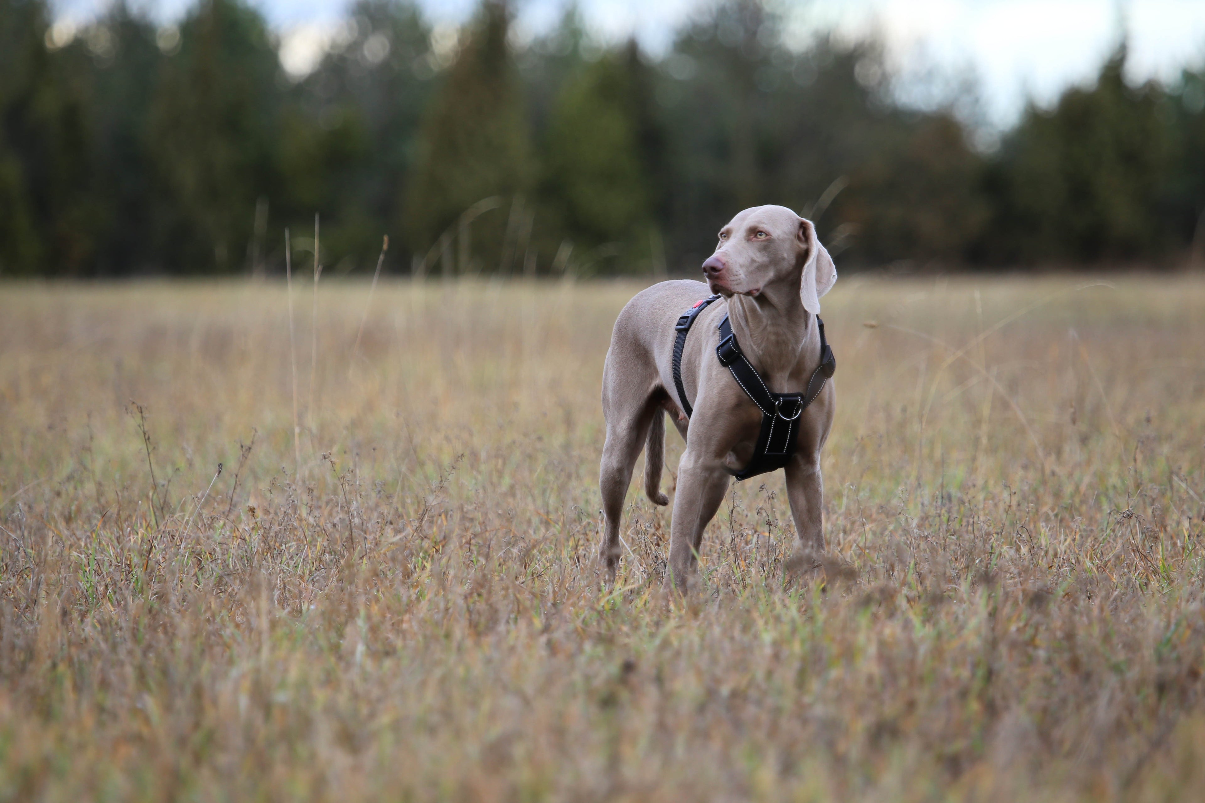 Rukka Pets Form -valjaat Basic Black säädettävät koiran valjaat