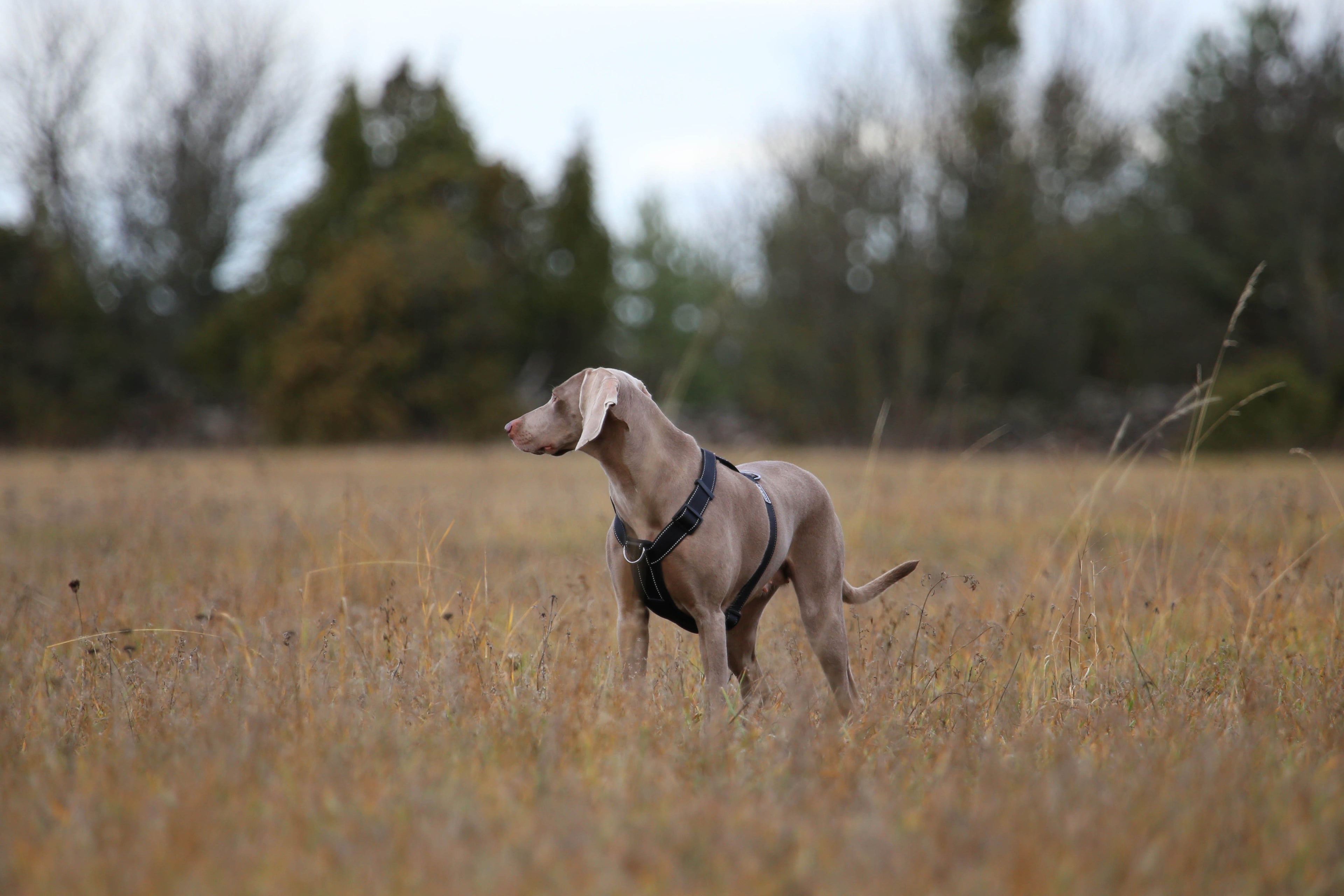 Rukka Pets Form -valjaat Basic Black säädettävät koiran valjaat