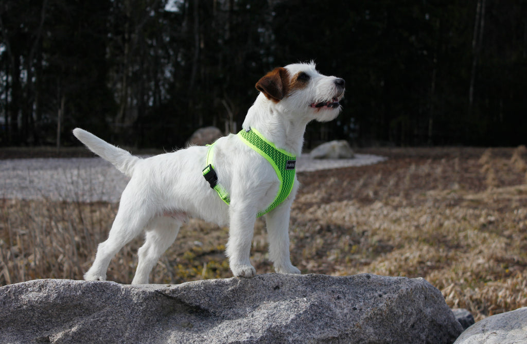 Rukka Pets Comfort Air -valjaat, neonkeltaiset – hengittävät ja kevyet koiranvaljaat