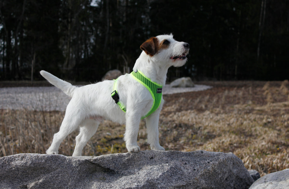 Rukka Pets Comfort Air -valjaat, neonkeltaiset – hengittävät ja kevyet koiranvaljaat