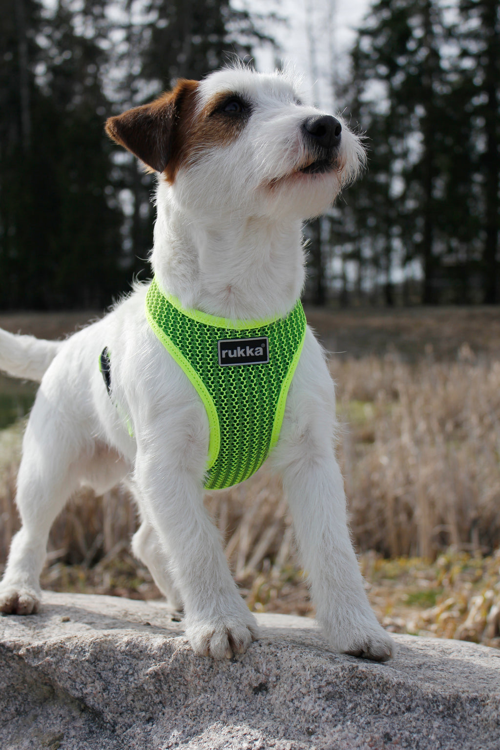 Rukka Pets Comfort Air Harness – Neon Yellow - FOR TAILS & WINGS