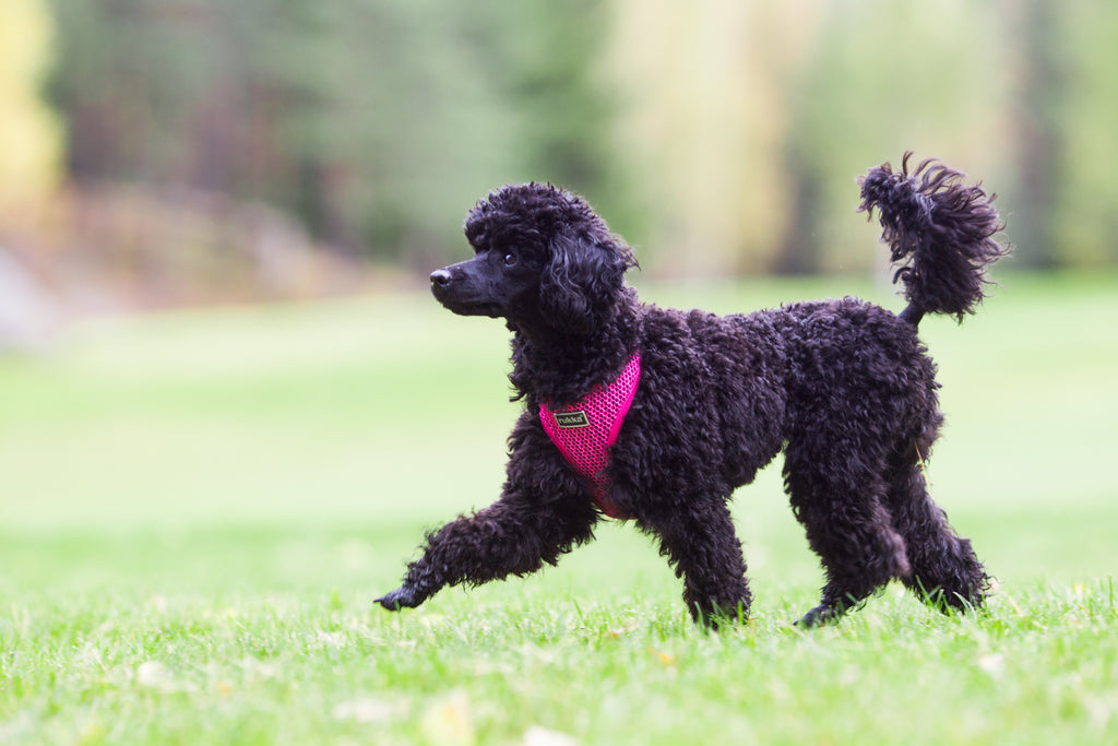Rukka Pets Comfort Air -koiranvaljaat fuksia – Hengittävät ja kevyet valjaat