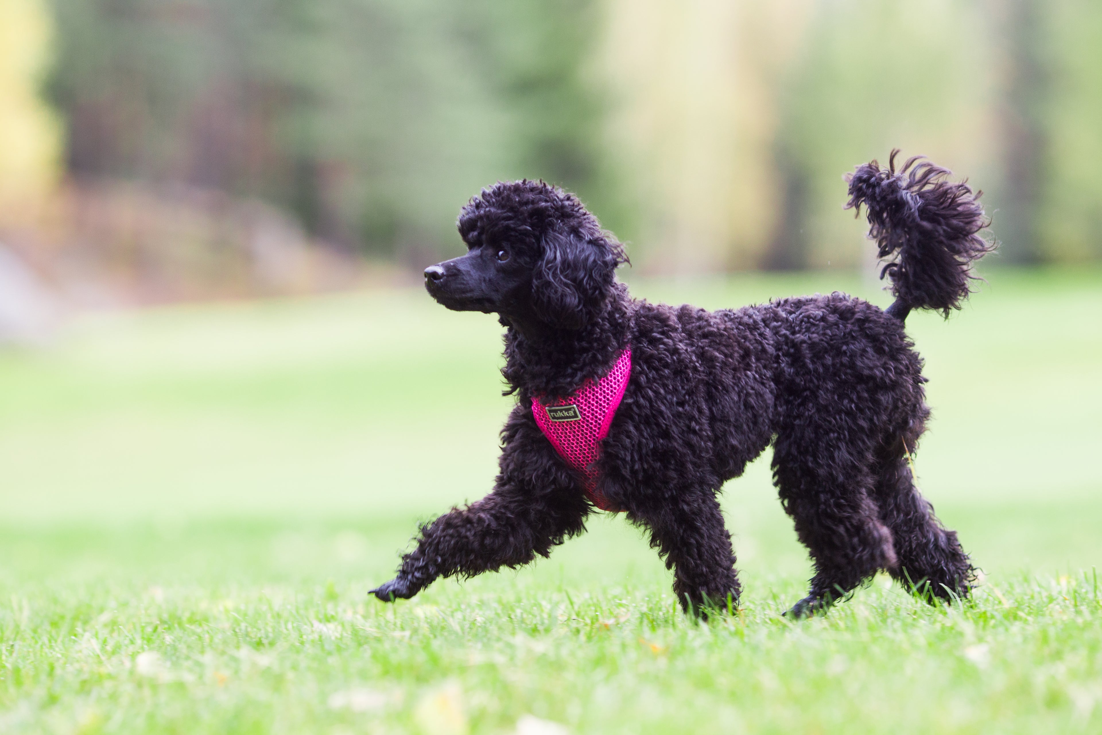 Rukka Pets Comfort Air -koiranvaljaat fuksia – Hengittävät ja kevyet valjaat