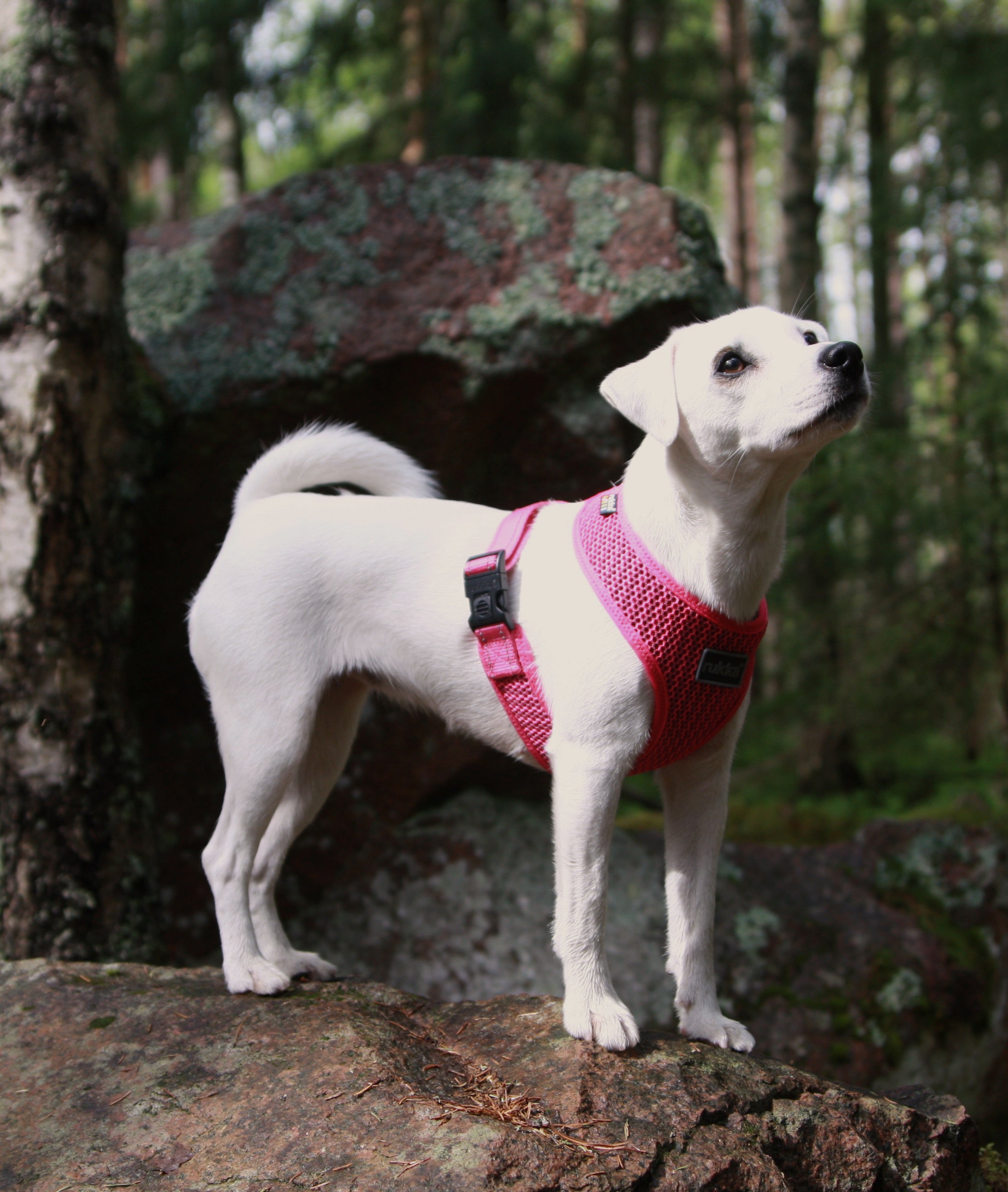 Rukka Pets Comfort Air -koiranvaljaat fuksia – Hengittävät ja kevyet valjaat
