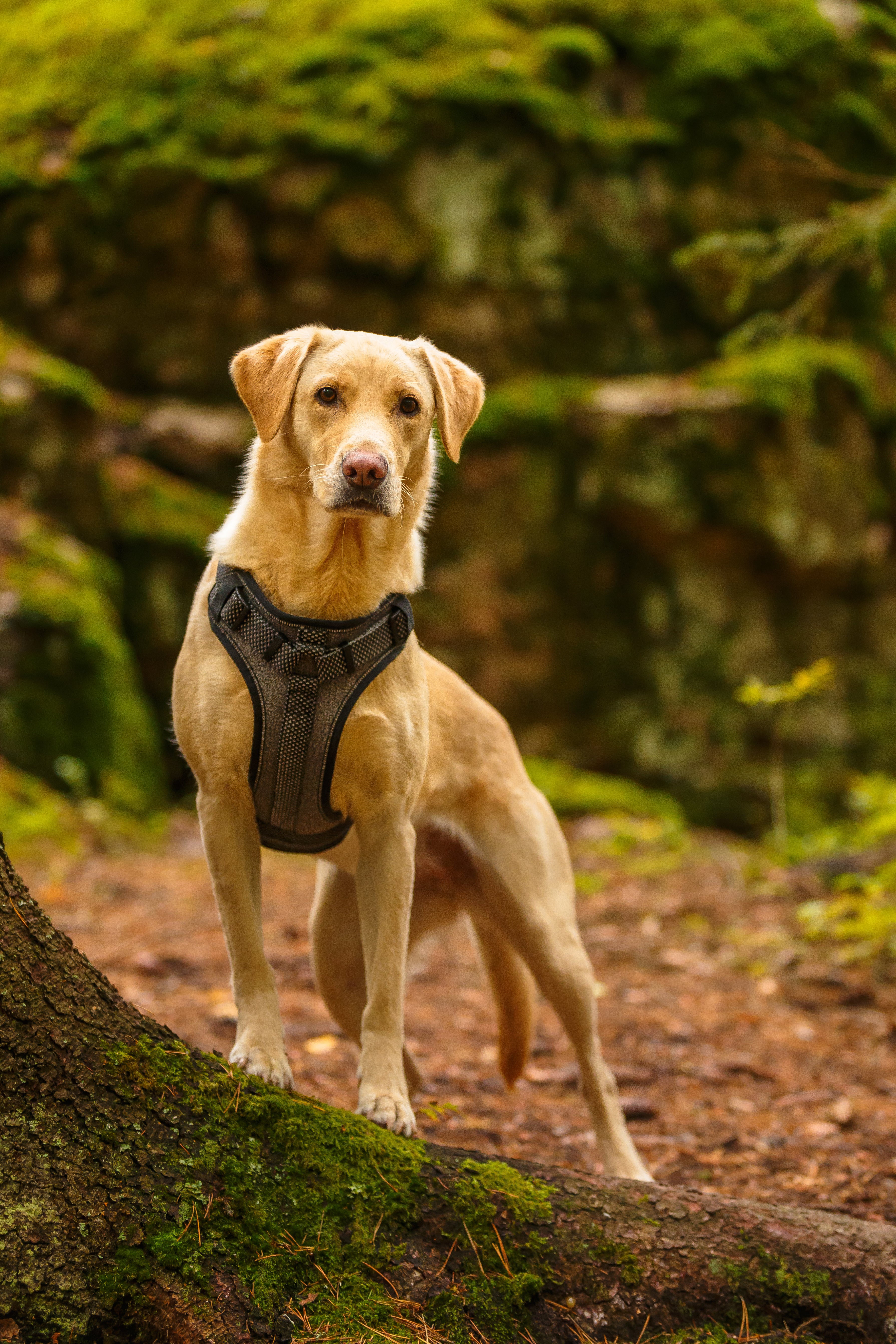 Rukka Pets Star Black Dog Harness - For Tails And Wings