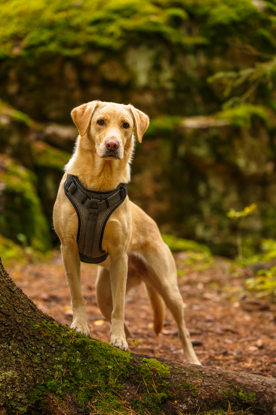 Rukka Pets Star Black -valjaiden pehmustettu rintaosa
