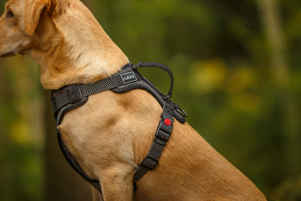 Rukka Pets Star Black Dog Harness - For Tails And Wings