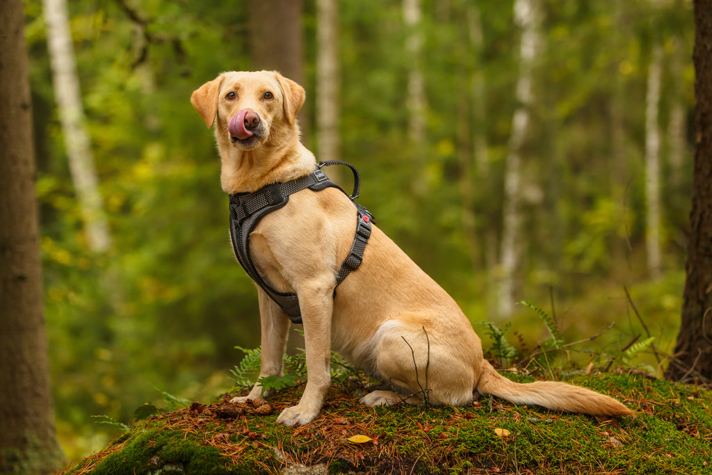 Rukka Pets Star Black Dog Harness - For Tails And Wings