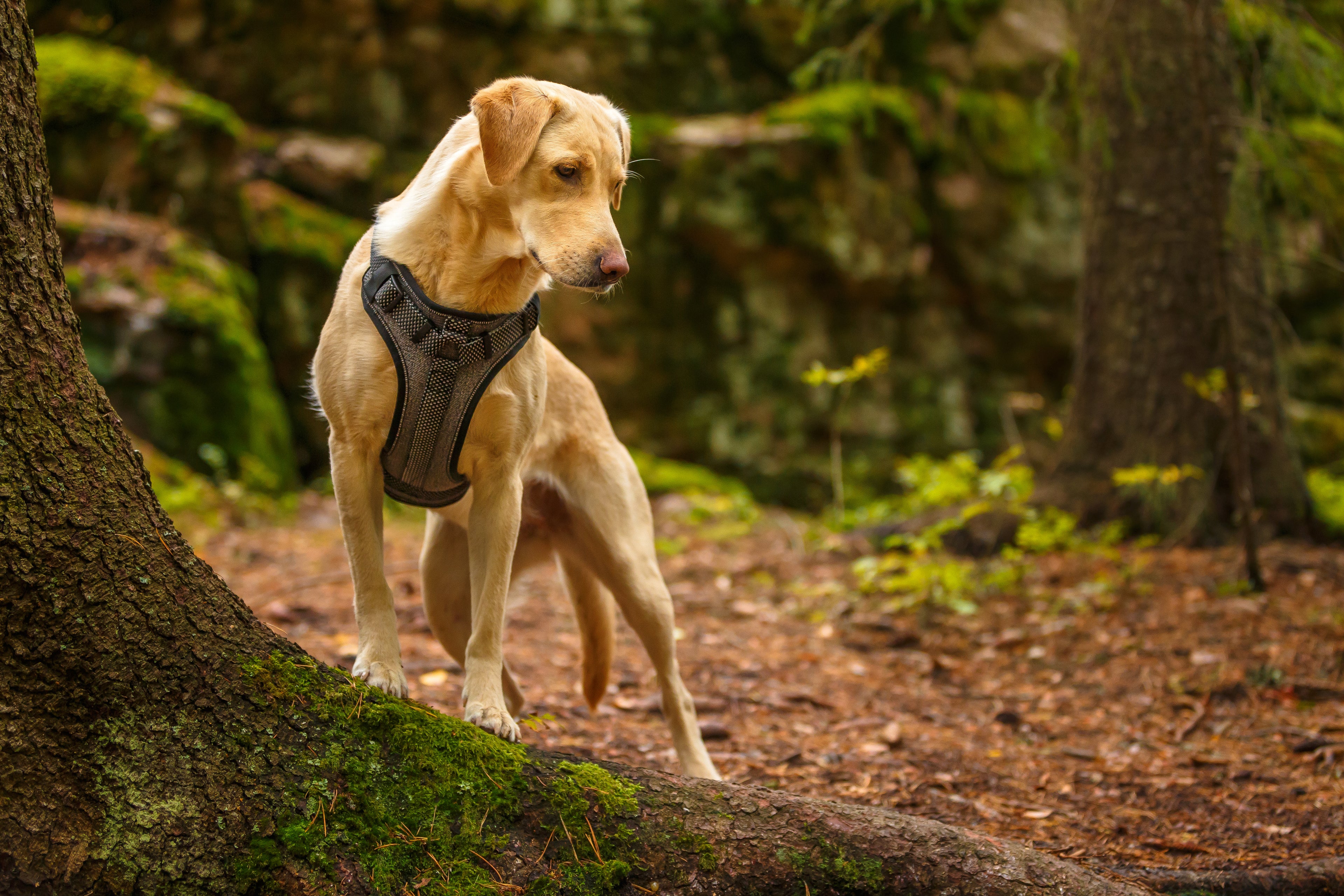Rukka Pets Star Black Dog Harness - For Tails And Wings