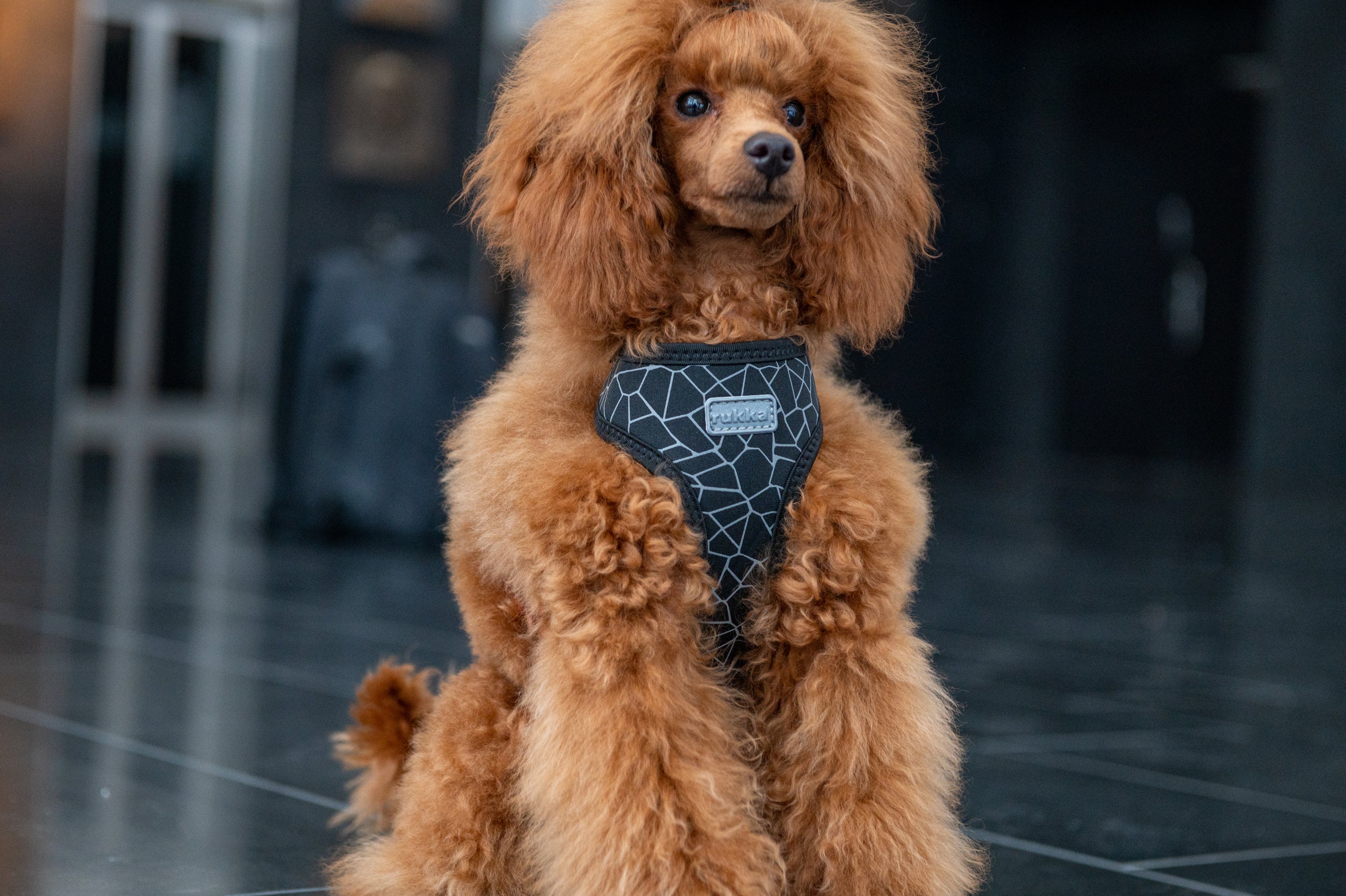 Rukka Pets Cube Mini Harness – Soft Neoprene Dog Harness - FOR TAILS & WINGS