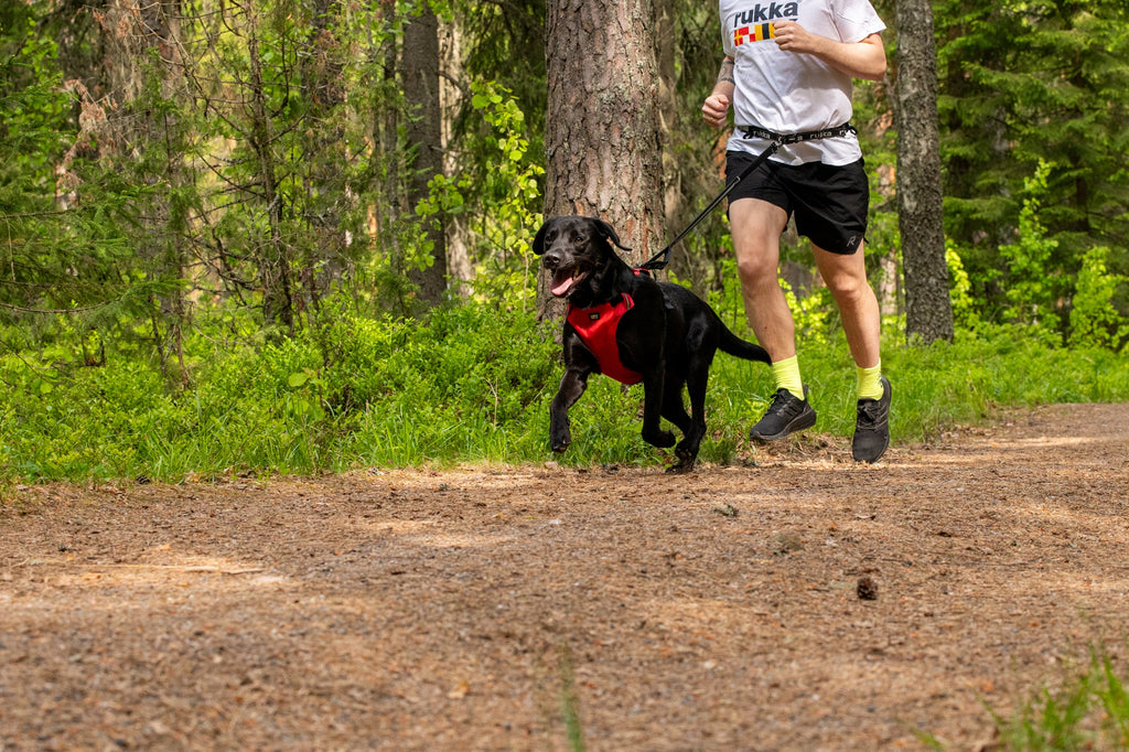 Rukka Pets Hike Harness – Premium Outdoor Dog Harness - FOR TAILS & WINGS