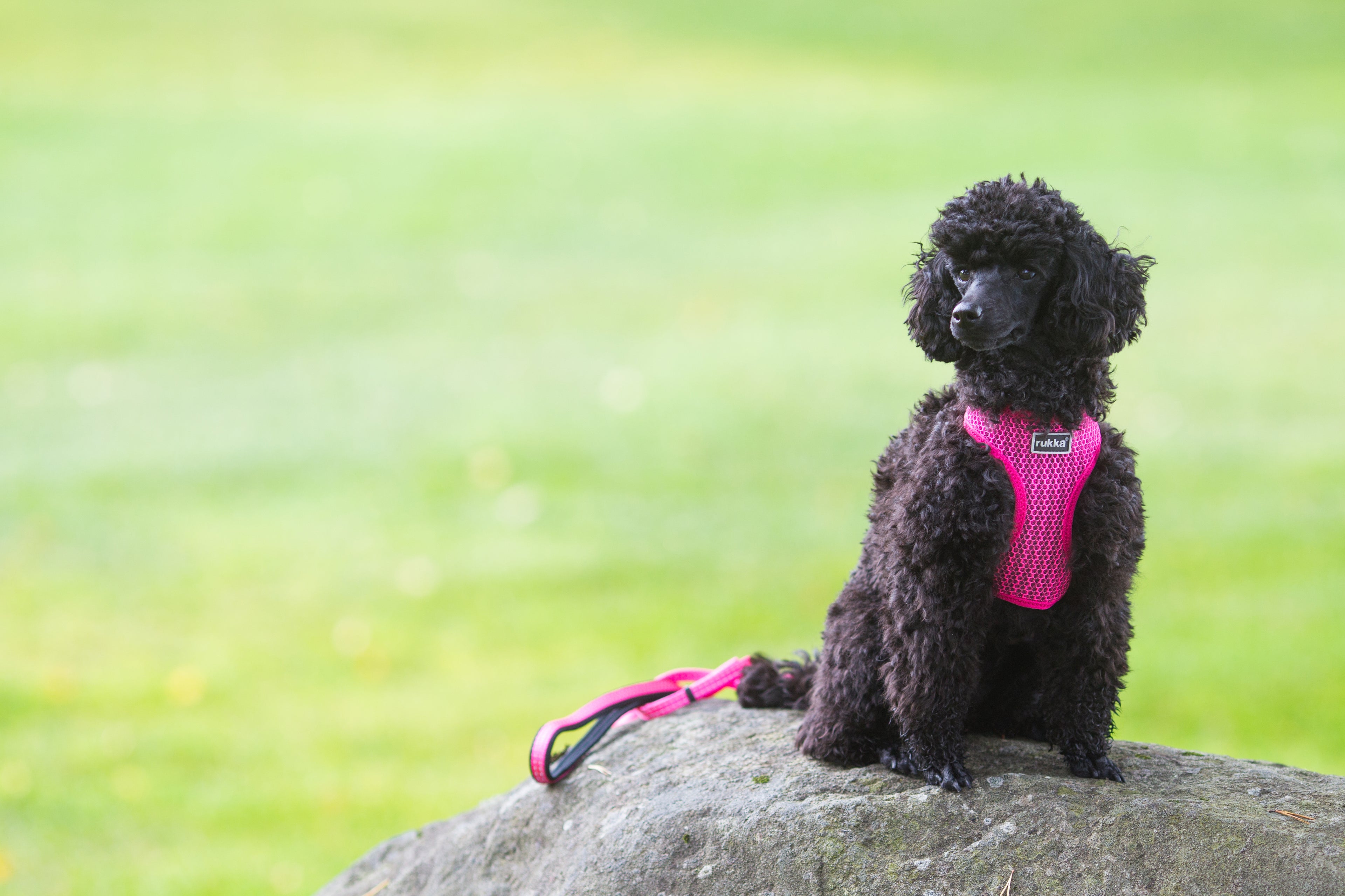 Rukka Pets Comfort Air -koiranvaljaat fuksia – Hengittävät ja kevyet valjaat