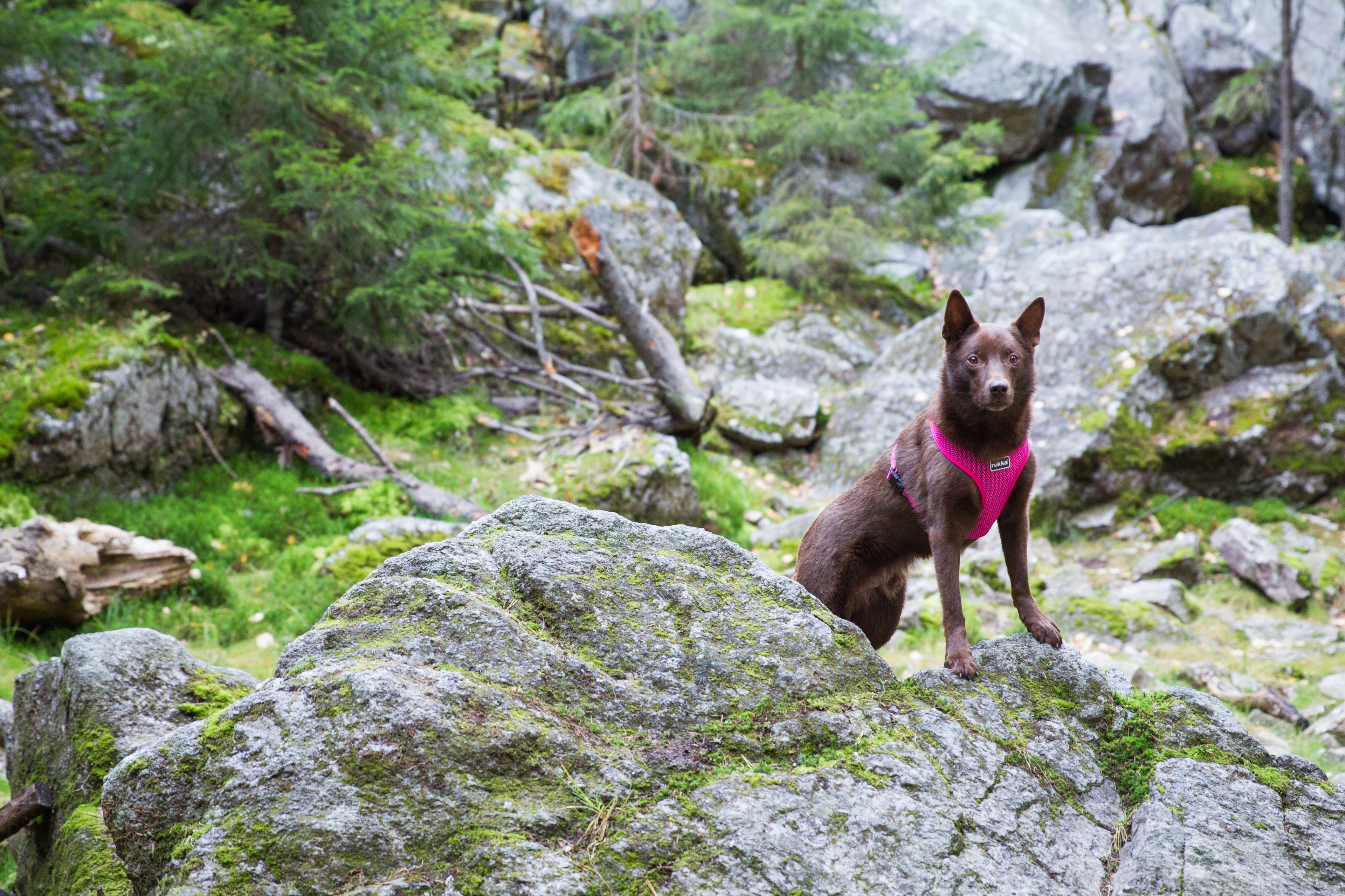 Rukka Pets Comfort Air -koiranvaljaat fuksia – Hengittävät ja kevyet valjaat