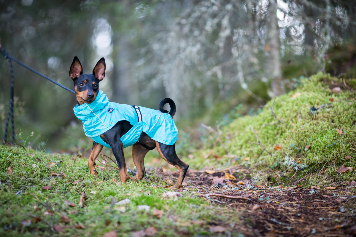 Rukka Pets Hase Raincoat turquoise – sadetakki koiran päällä