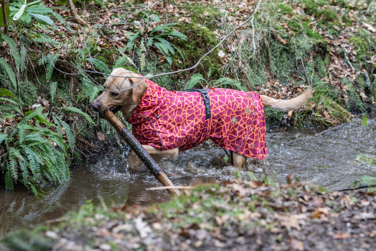 Rukka Pets Hayton Warm Raincoat – sadetakki koiran päällä ulkoillessa, väri 670, lämmin koiran sadetakki