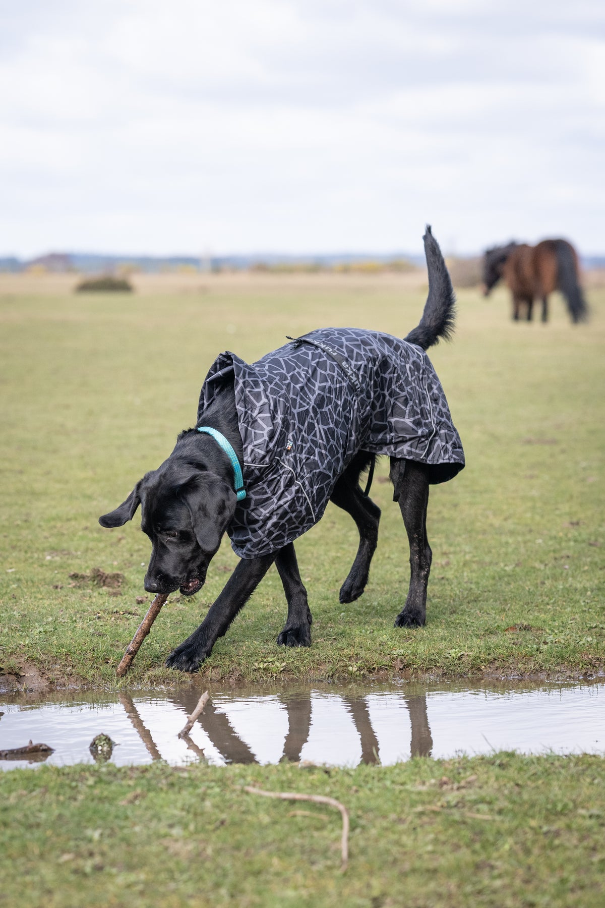 Rukka Pets Hayton Warm Raincoat – sadetakki koiran päällä ulkoillessa, väri 990, lämmin koiran sadetakki