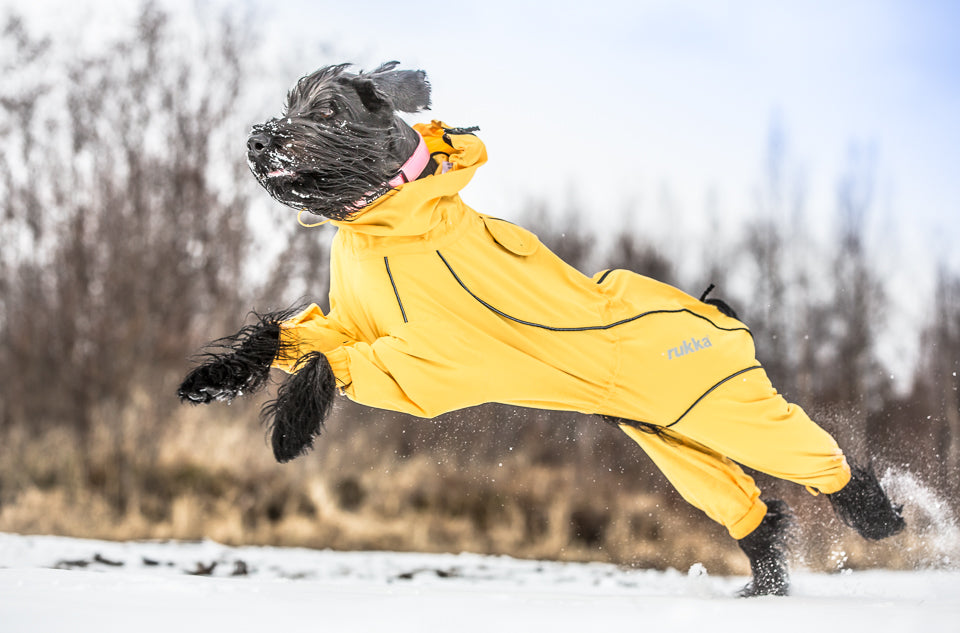 Rukka Pets Protect Overall – vedenpitävä koiran haalari