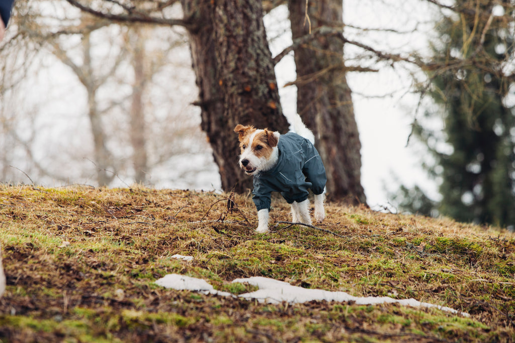 Rukka Pets Protect Overall – vedenpitävä koiran haalari