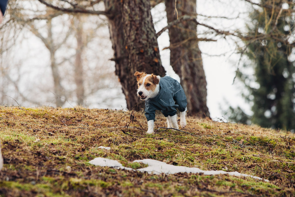 Rukka Pets Protect Overall – vedenpitävä koiran haalari