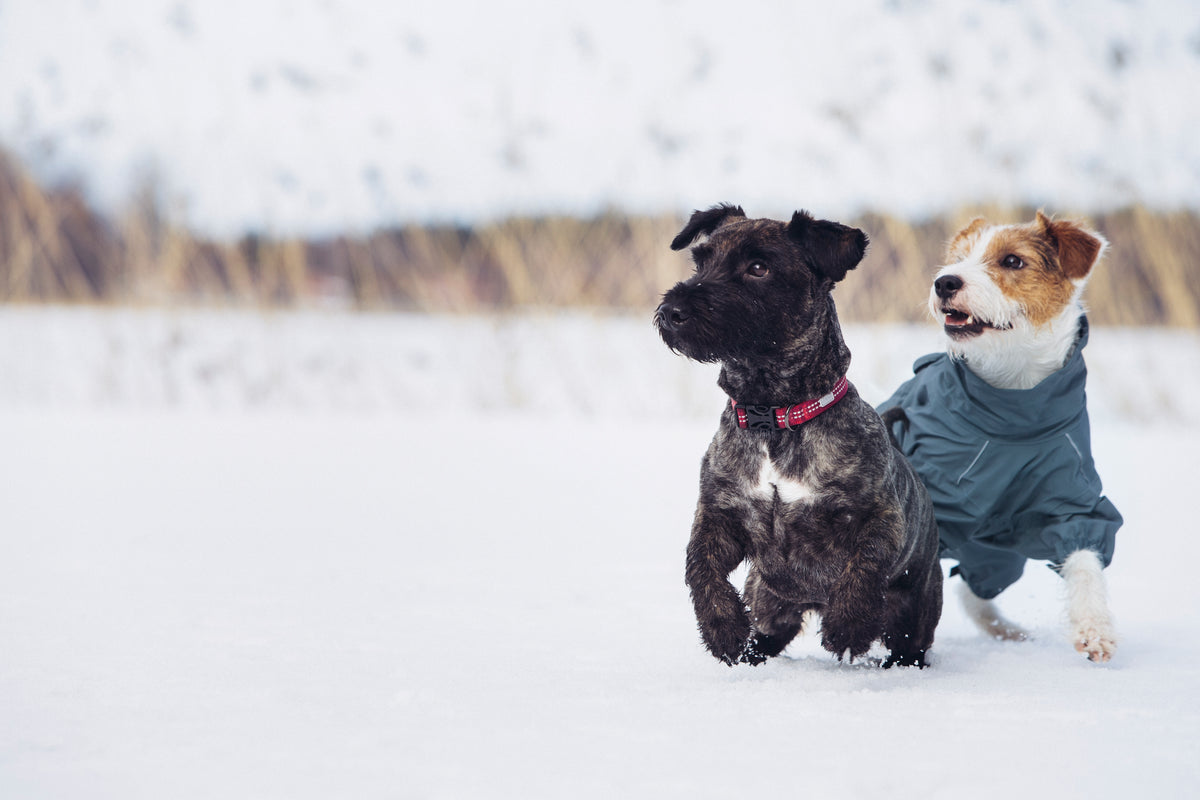 Rukka Pets Protect Overall – vedenpitävä koiran haalari