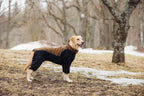 Rukka Pets Subrima technical knit fleece dog overall in Dark Brown – dog wearing the overall outdoors