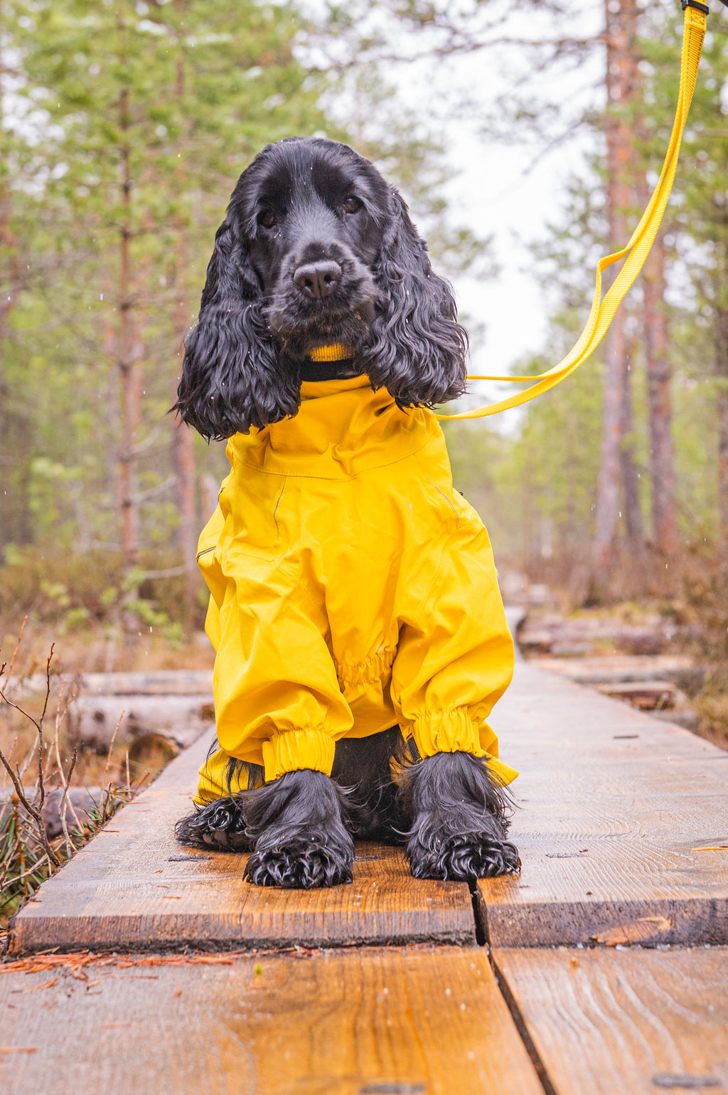 Rukka Pets Protect Overall keltaisena koiran päällä metsäpolulla