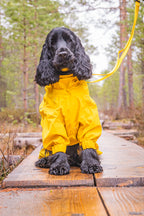 Rukka Pets Protect Overall keltaisena koiran päällä metsäpolulla